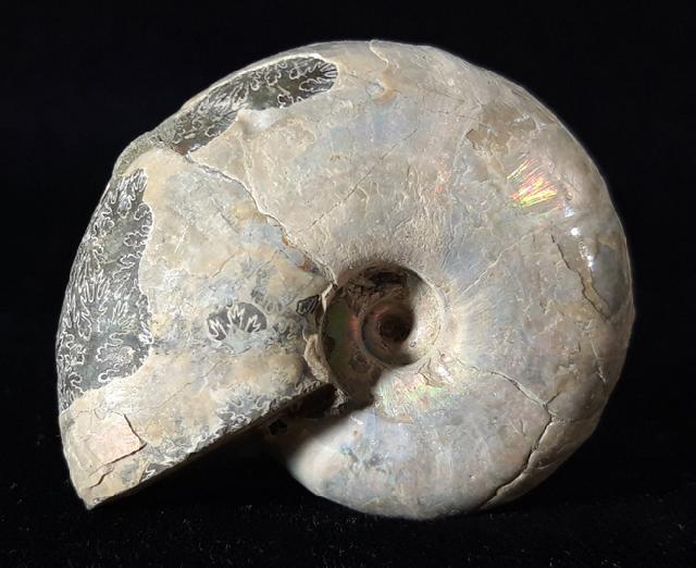 Desmoceras latidorsatum (MICHELIN 1838) - Bild © FossNet FossilienStore